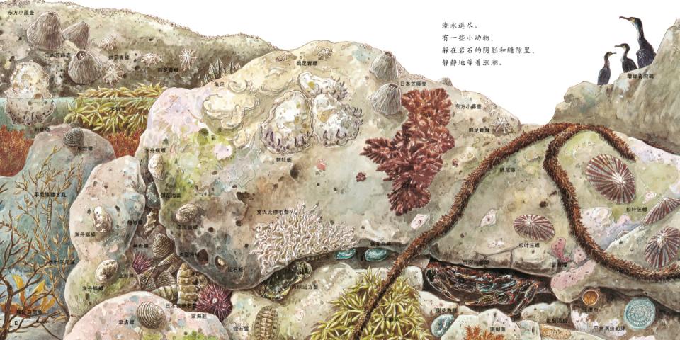 海边的动物 (09),绘本,绘本故事,绘本阅读,故事书,童书,图画书,课外阅读